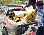 Đội xe bán tải hỗ trợ chở rau củ quả