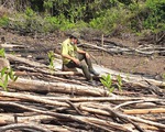 Phú Yên kiểm tra, xử lý toàn bộ các vụ phá rừng ở huyện Sơn Hòa