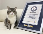 Chú mèo Motimaru ở Nhật lập kỷ lục Guinness được xem nhiều nhất trên YouTube