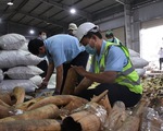 Bắt giữ hơn 6 tấn ngà voi và vảy tê tê nhập lậu trong container