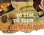 Đi tìm tổ tiên của dưa hấu đỏ ngọt