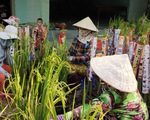 Lúa thơm làm kiểng cung ứng thị trường hoa Tết