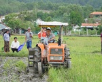 Thú vị xem nông dân xứ Quảng tranh tài cày ruộng