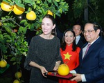 Thủ tướng Phạm Minh Chính hái bưởi Diễn tặng Thủ tướng New Zealand Jacinda Ardern