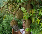 Nông dân Thái Lan lo cạnh tranh 