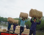 Chợ rơm miền Tây hút hàng vì mưa kéo dài