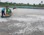 Toàn cảnh cá tra từ ương giống đến nuôi, xuất khẩu và chế biến lên bàn ăn