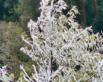 Nhiệt độ dưới 0 độ C, băng tuyết phủ trắng cây cối ở miền Tây Nghệ An