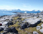 Nam Cực đang bị cây xanh ‘xâm chiếm’ với tốc độ kỷ lục