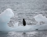 Diện tích băng biển ở Nam Cực giảm xuống mức thấp nhất trong lịch sử