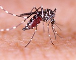 Mỹ thả hơn 2 tỉ con muỗi biến đổi gene, liệu có kiểm soát được?
