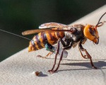 Bẫy tình dục dụ hàng nghìn con ong bắp cày đực tìm đến cái chết