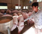Bộ Nông nghiệp muốn doanh nghiệp không vội tăng giá thức ăn chăn nuôi