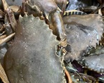 Cua biển Cà Mau chết bất thường do ký sinh trùng