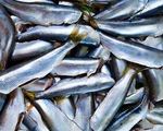 4 loài thủy sản xuất khẩu sang Nhật phải có chứng nhận khai thác