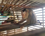 Kiểm lâm TP.HCM tiếp nhận khỉ đuôi lợn cắn chủ nhân ở huyện Bình Chánh