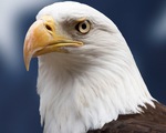 Dịch cúm gia cầm nghiêm trọng đe dọa loài chim biểu tượng của Mỹ
