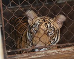 Raising 3 tigers in the house, sentenced to 30 months in prison