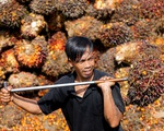 Indonesia cấm xuất khẩu dầu cọ, dân nghèo nhiều nước khổ sở vì thiếu dầu ăn giá rẻ