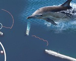 Nga triển khai cá heo bảo vệ tàu ở Biển Đen