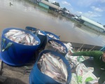 Kết quả bước đầu nguyên nhân khiến hàng trăm tấn cá chết bất thường ở làng bè Châu Đốc