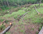Cả hecta rừng nội ô Đà Lạt bị cưa sạch