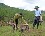 Chủ tịch tỉnh Lâm Đồng kiểm tra vụ phá rừng thông quy mô lớn tại Đà Lạt