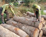 Thanh Hóa: Liên tiếp xảy ra nhiều vụ phá rừng tự nhiên ở huyện vùng cao Quan Sơn