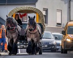 Giá xăng tăng, cô nông dân Đức bỏ SUV dùng xe ngựa