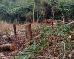 Lãnh đạo tỉnh Thanh Hóa chỉ đạo xử lý nghiêm vụ phá rừng ở huyện Quan Sơn