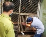 Một người dân ở quận 7 cắt ổ khóa, giao khỉ đuôi lợn nuôi 12 năm cho kiểm lâm