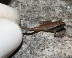 Phát hiện nhiều loài ếch mới nhỏ như hạt gạo