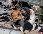 Ukraine's President gives medals to mine detector dogs