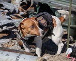 The President of Ukraine awarded medals to mine detector dogs