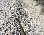 Có còn cứu được san hô hư hại ở Hòn Mun?