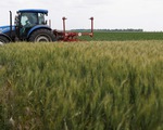 Ngũ cốc Ukraine sắp được khơi thông?
