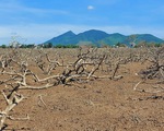 Hàng chục hecta rừng ngập mặn chắn sóng ở Hà Tĩnh chết chưa rõ nguyên nhân