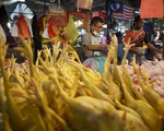 Thịt gà tăng giá dù Malaysia cấm xuất khẩu, người giàu cũng khóc vì 