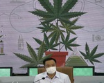 Thái Lan cho phép dân trồng cần sa tại nhà, phóng thích tù nhân bị bắt vì hút cần sa
