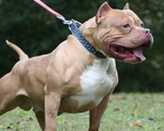 Từng mệnh danh là ‘chó bảo mẫu’, vì sao pitbull ngày càng hung bạo?