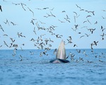 Thích thú, vỡ òa với khoảnh khắc chứng kiến cá voi xanh săn mồi trên biển Đề Gi