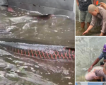 Tổng cục Thủy sản yêu cầu kiểm tra clip phóng sinh cá hải tượng long