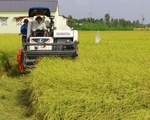 Gạo thơm, gạo chất lượng cao Việt Nam đang chiếm ưu thế xuất khẩu