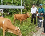 Hậu COVID-19, mưa lũ, nông dân mừng vui nhận bò giống về nhà nuôi