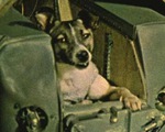 Kỳ lạ những chuyến bay vào vũ trụ của chó 