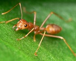 Trái đất có bao nhiêu con kiến, bạn tính được không?
