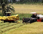 Đề án 1 triệu ha lúa chất lượng cao ở ĐBSCL: Tăng giá trị hạt gạo Việt