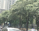 Cần điều chỉnh lại mật độ cây hoa sữa trên một số tuyến phố ở Hà Nội