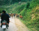 Tôi đi... buôn ngựa!