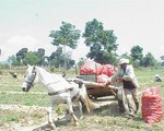 Vó ngựa miền Đơn Dương